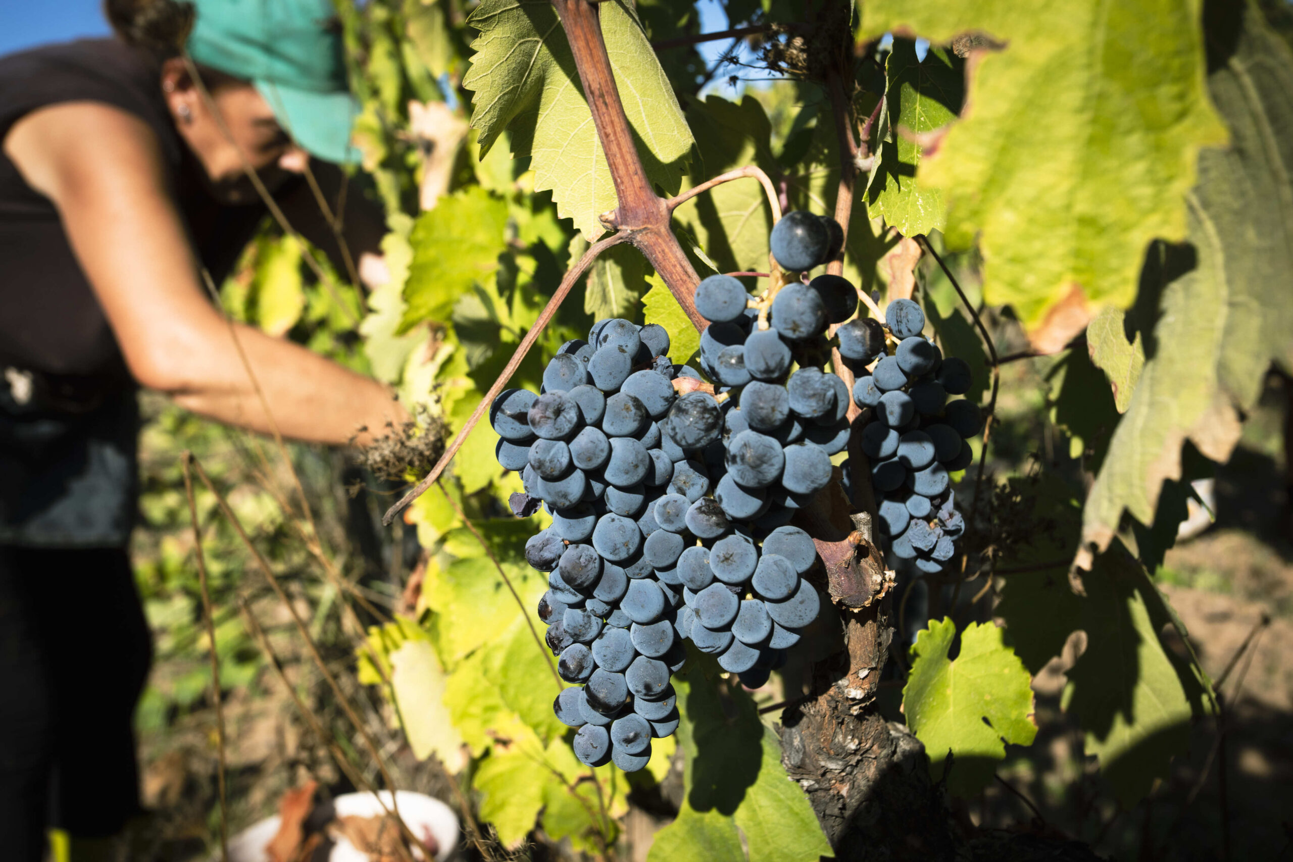 VAGLIO MASSA VENDEMMIA 118 compressa
