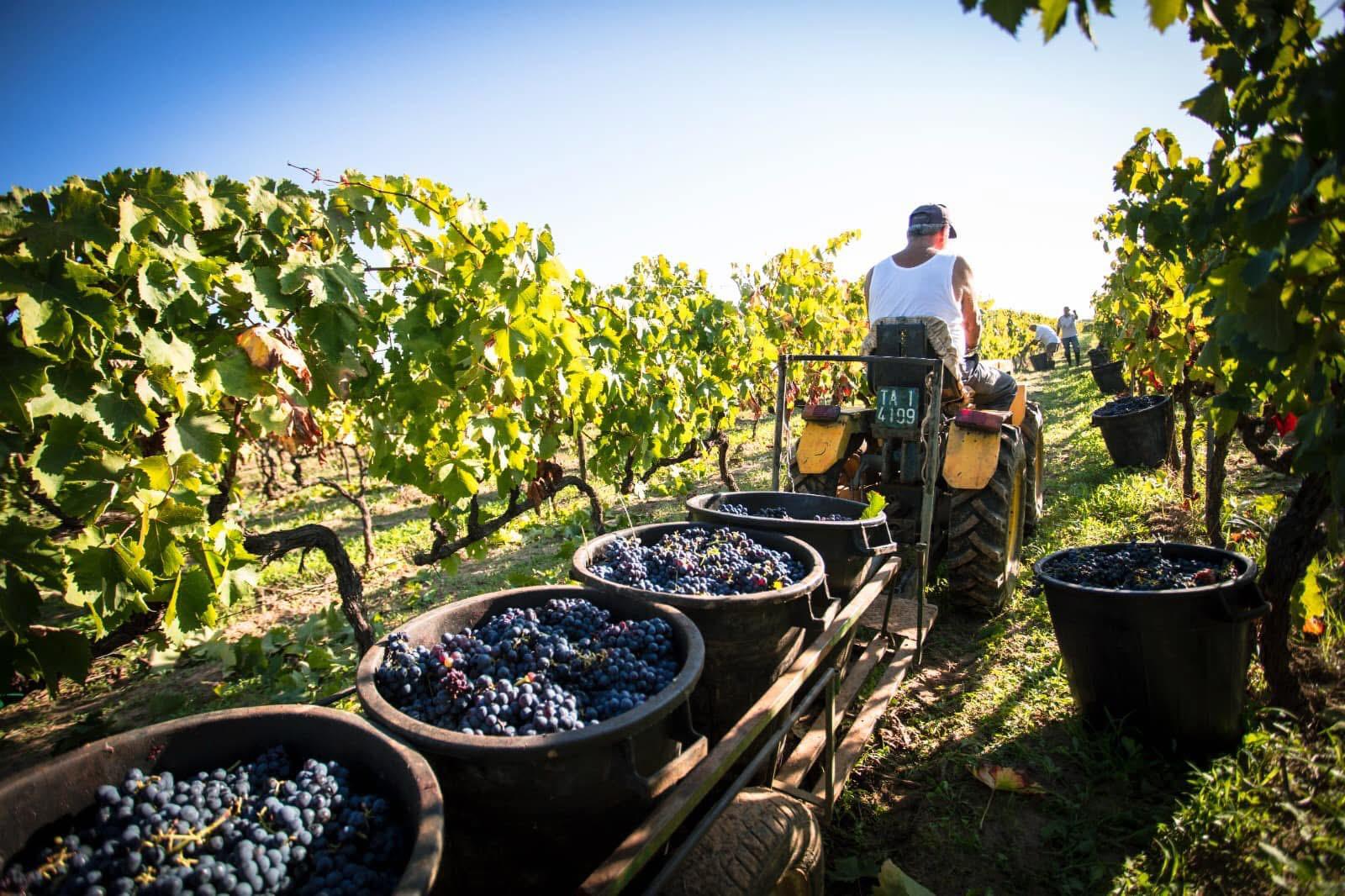 VAGLIO MASSA nostra vendemmia